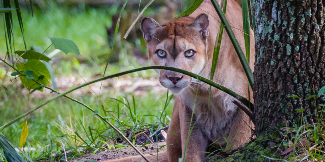 A Florida panther (iStock image)