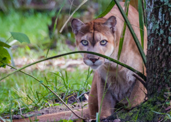 A Florida panther (iStock image)