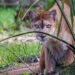 A Florida panther (iStock image)