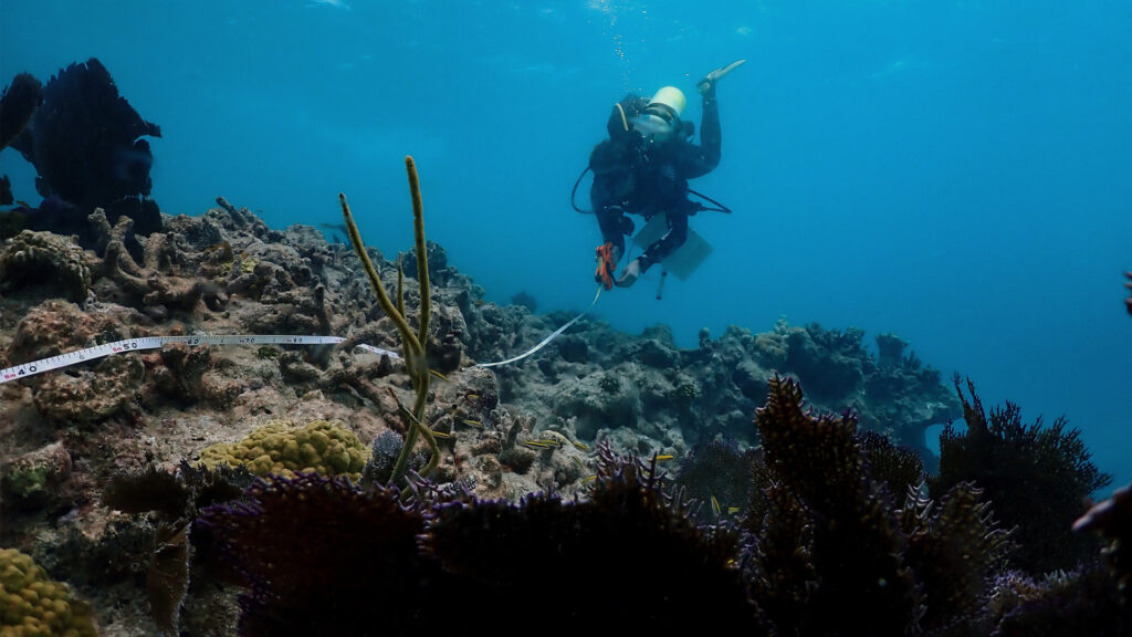 Mission: Iconic Reefs field team member Cate Gelston, co-lead scientist on the assessment cruise, retrieves a transect tape after completing an outplanted coral health assessment survey. (Image credit: NOAA)
