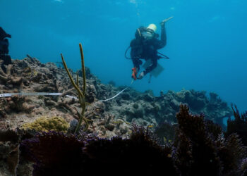Mission: Iconic Reefs field team member Cate Gelston, co-lead scientist on the assessment cruise, retrieves a transect tape after completing an outplanted coral health assessment survey. (Image credit: NOAA)