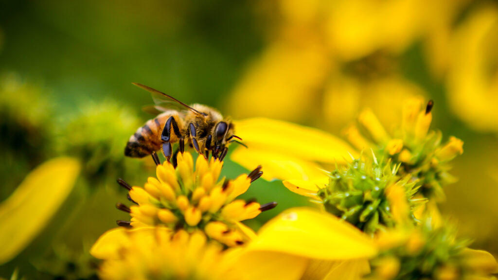 A bee pollinating a flower (iStock image)