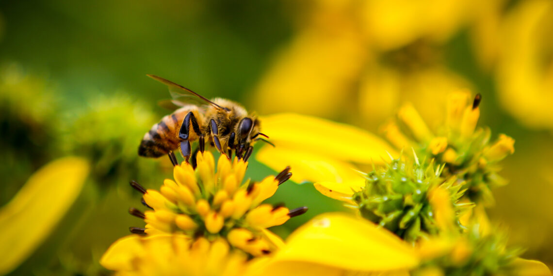 A bee pollinating a flower (iStock image)