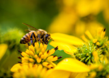 A bee pollinating a flower (iStock image)
