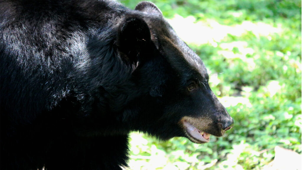 A Florida black bear (iStock image)