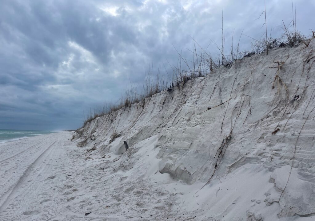 Sea oats struggle to maintain their hold as the face of a dune erodes away on Pensacola Beach. (Carrie Stevenson, UF/IFAS Extension)