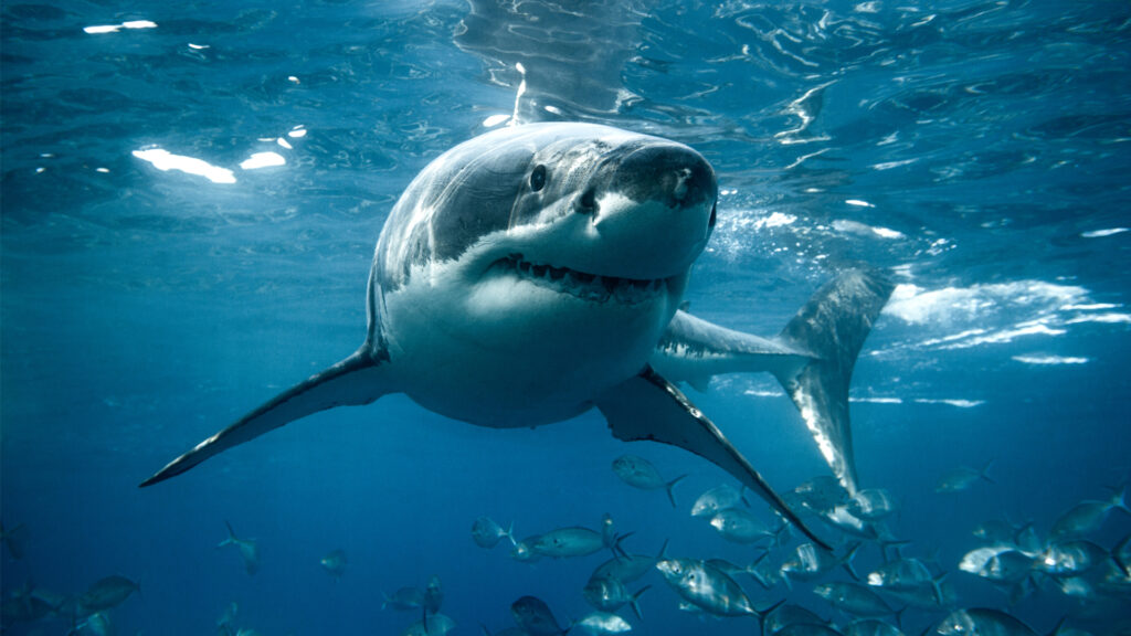 A great white shark (iStock image)