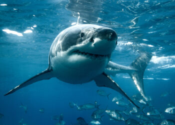 A great white shark (iStock image)
