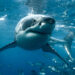 A great white shark (iStock image)