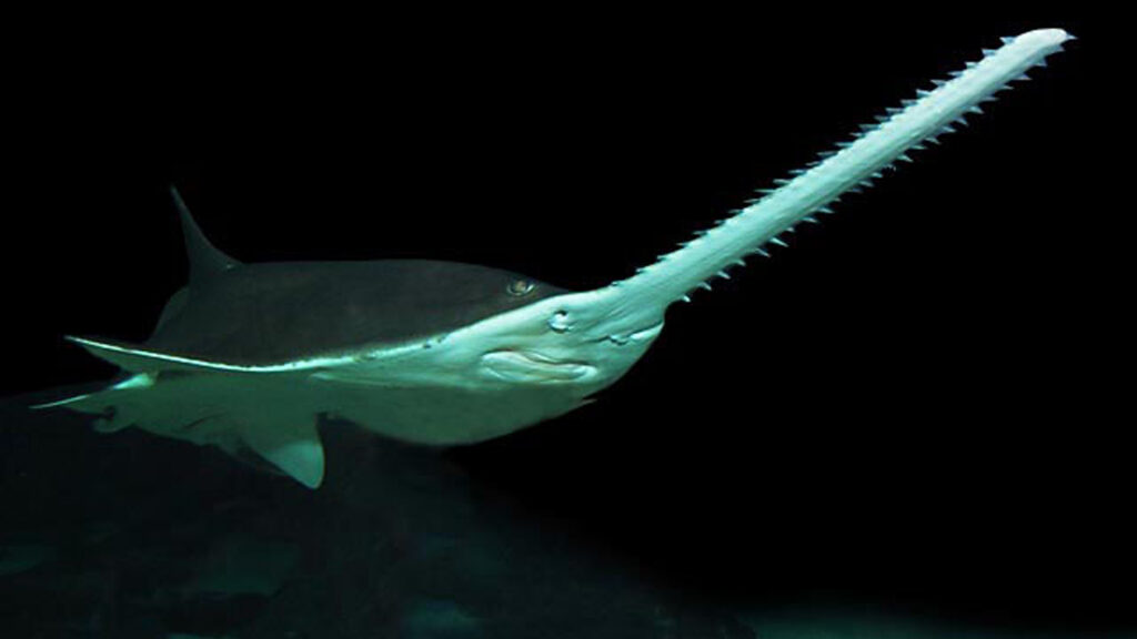 A smalltooth sawfish (D Ross Robertson, Public domain, via Wikimedia Commons