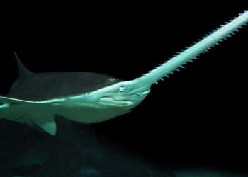 A smalltooth sawfish (D Ross Robertson, Public domain, via Wikimedia Commons