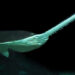 A smalltooth sawfish (D Ross Robertson, Public domain, via Wikimedia Commons