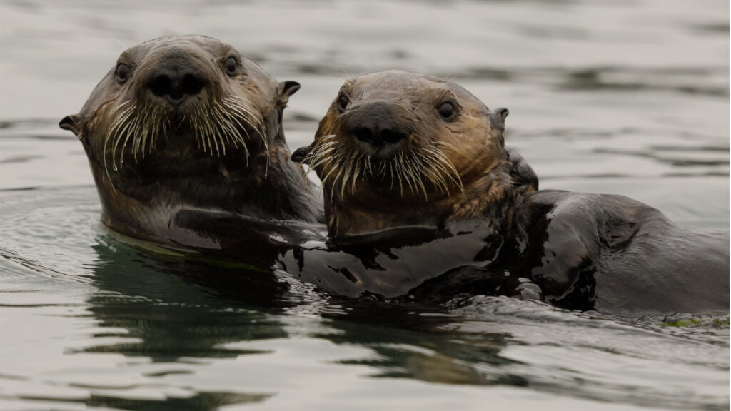 Two Southern sea otters at Elkhorn Slough. Monterey Bay, California (iStock image)
