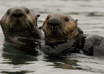 Two Southern sea otters at Elkhorn Slough. Monterey Bay, California (iStock image)