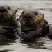 Two Southern sea otters at Elkhorn Slough. Monterey Bay, California (iStock image)