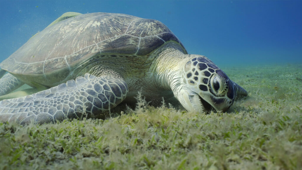 A green sea turtle eating seagrass. (iStock image)