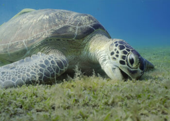 A green sea turtle eating seagrass. (iStock image)