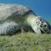 A green sea turtle eating seagrass. (iStock image)