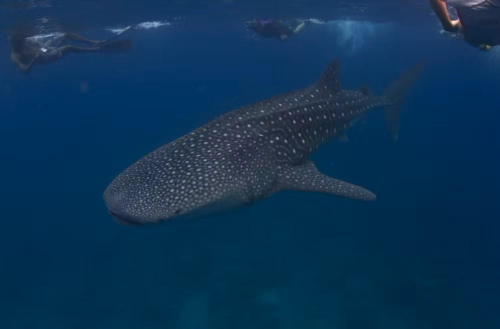 Snorkelers swim above a whale shark near the Maldives in the Indian Ocean. The largest fish in the sea, whale sharks are filter feeders that prey on plankton. (Tchami/Flickr, CC BY-SA)