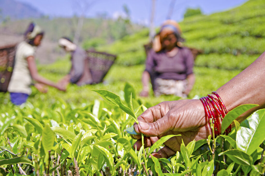 Women picking tea leaves in Nepal. Tea is the world’s second most consumed drink, after water. Grown in more than 60 countries, most of the production today comes from China, India, Sri Lanka and Kenya. (Image by USAID Nepal via Flickr, CC BY-NC 2.0).