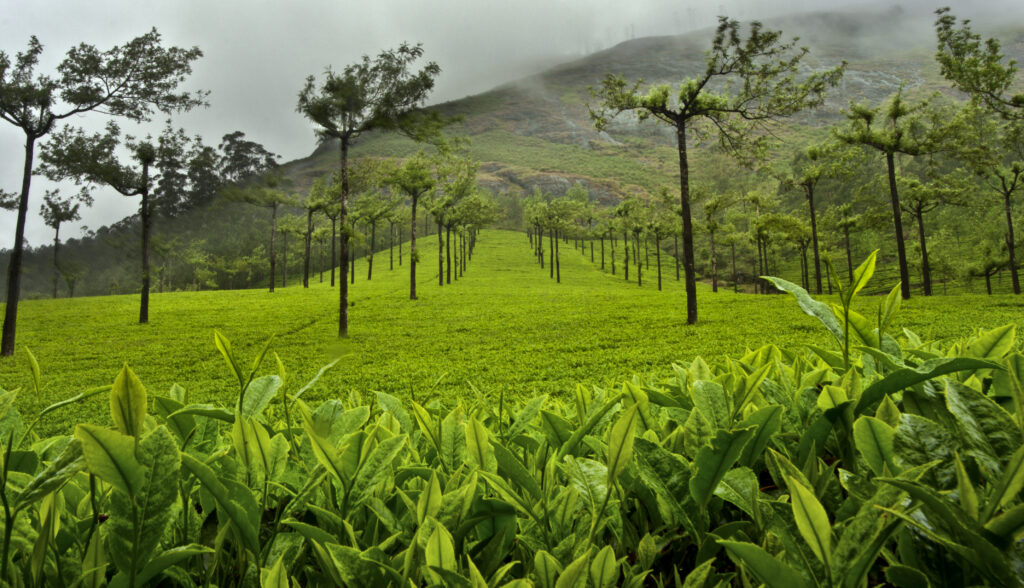 A tea farm in Munnar, India. Tweaks to the way tea is managed can boost biodiversity on farms, according to research. (Image by Jakub Michankow via Flickr, CC BY 2.0)