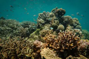 A healthy coral reef in Sulawesi, Indonesia. (Ines Lange)