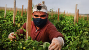A worker picks tomatoes in South Florida’s tomato fields. (Spencer Platt/Getty Images via Grist)
