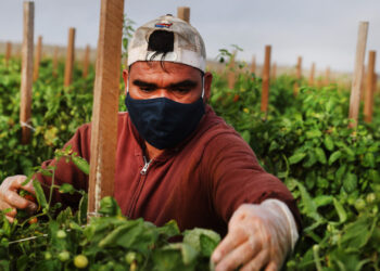 A worker picks tomatoes in South Florida’s tomato fields. (Spencer Platt/Getty Images via Grist)