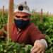 A worker picks tomatoes in South Florida’s tomato fields. (Spencer Platt/Getty Images via Grist)