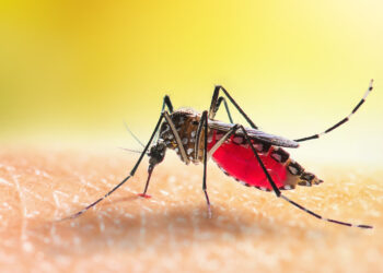 An Aedes mosquito sucking blood (iStock)