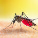 An Aedes mosquito sucking blood (iStock)