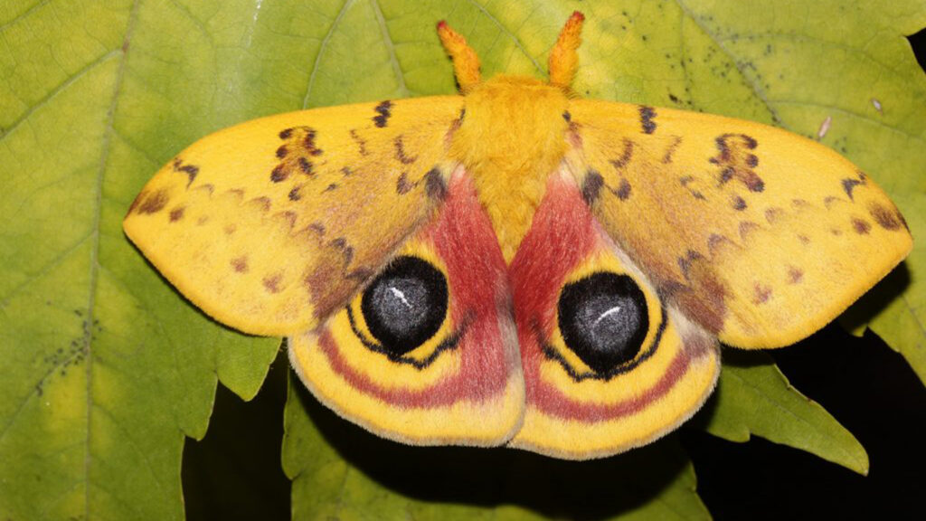 Large Io moths, Automeris io, were once common throughout eastern North America but have since declined in number due in part to urbanization. (Photo courtesy of Andrei Sourakov)