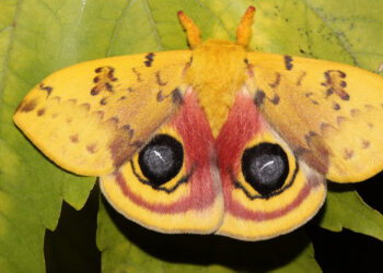 Large Io moths, Automeris io, were once common throughout eastern North America but have since declined in number due in part to urbanization. (Photo courtesy of Andrei Sourakov)