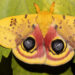 Large Io moths, Automeris io, were once common throughout eastern North America but have since declined in number due in part to urbanization. (Photo courtesy of Andrei Sourakov)