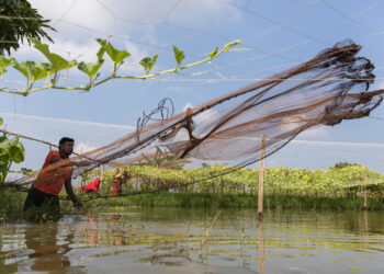 Fakir Altaf Hussain fishing in his pond in Bangladesh. Nitrogen pollution is already impacting fisheries and wider ecosystems in hotspots across the globe and is expected to worsen by 2050. (Image by Habibul Haque/WorldFish via Flickr, CC BY-NC-ND 2.0)