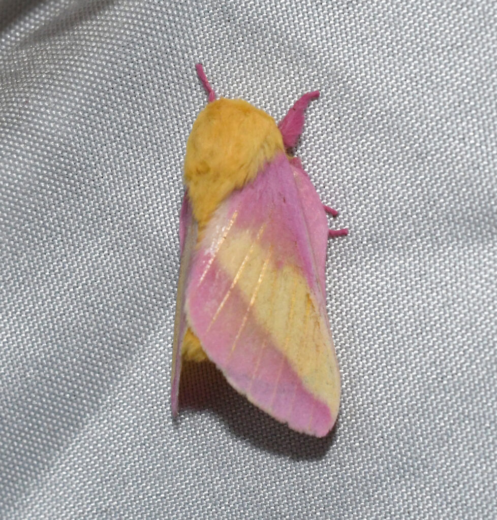 Rosy maple moths, Dryocampa rubicunda, are small native to eastern North America. As their name suggests, their larvae feed on various types of maple leaves. (Photo courtesy of Andrei Sourakov)