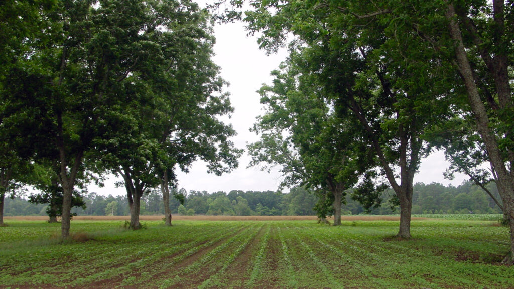 A pecan and cotton alley cropping study to look at competition factor in Milton, Florida. (Image by Jim Robinson, USDA-NRCS via Wikimedia Commons, CC BY 2.0)