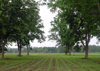 A pecan and cotton alley cropping study to look at competition factor in Milton, Florida. (Image by Jim Robinson, USDA-NRCS via Wikimedia Commons, CC BY 2.0)