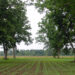 A pecan and cotton alley cropping study to look at competition factor in Milton, Florida. (Image by Jim Robinson, USDA-NRCS via Wikimedia Commons, CC BY 2.0)