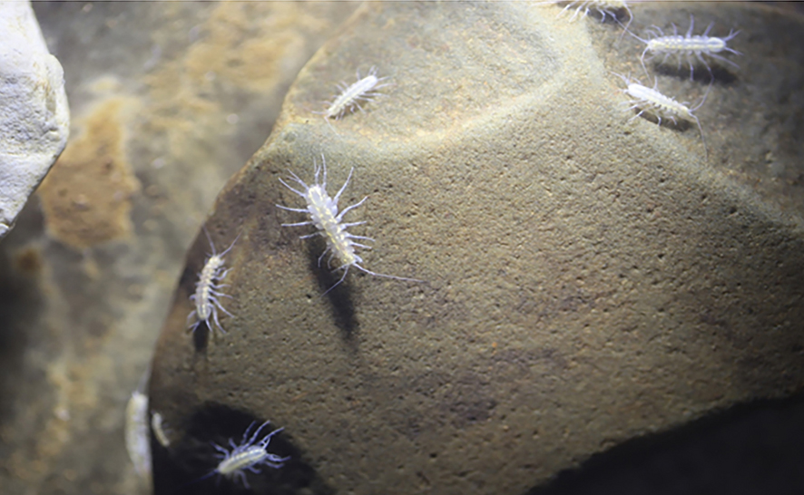 Proasellus lusitanicus living in Almonda Cave, Portugal. (Tiziana Di Lorenzo & Ana Sofia P. S. Reboleira, CC BY 4.0, via Wikimedia Commons)