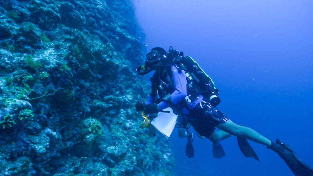 Richard Coleman’s underwater explorations are being done in a quest to learn where certain species of fish have come from and, more importantly, where they are going. (University of Miami)