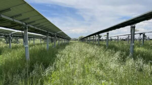 Solar panels shade grassland at Jack’s Solar Garden, an agrovoltaic farm in Longmont, Colo. (Matthew Sturchio, CC BY-ND)