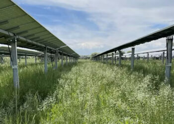 Solar panels shade grassland at Jack’s Solar Garden, an agrovoltaic farm in Longmont, Colo. (Matthew Sturchio, CC BY-ND)