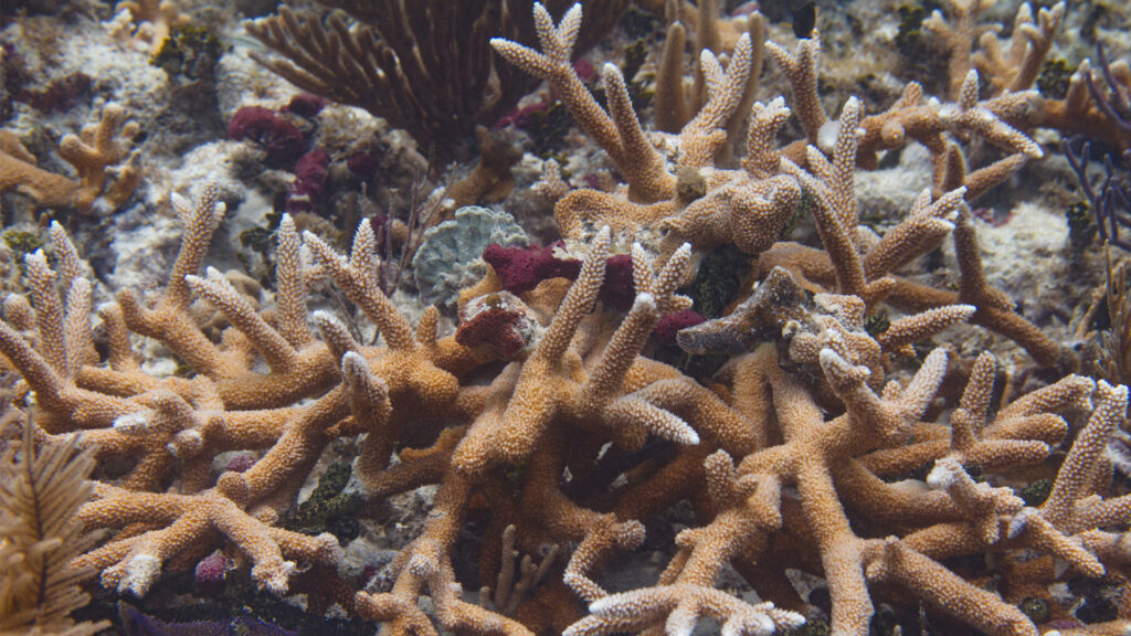 Staghorn coral in the Florida Keys (iStock image)