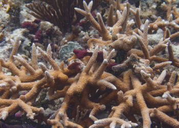 Staghorn coral in the Florida Keys (iStock image)