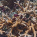 Staghorn coral in the Florida Keys (iStock image)