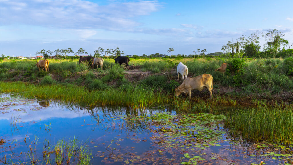 Cows grazing In Suriname (iStock image)
