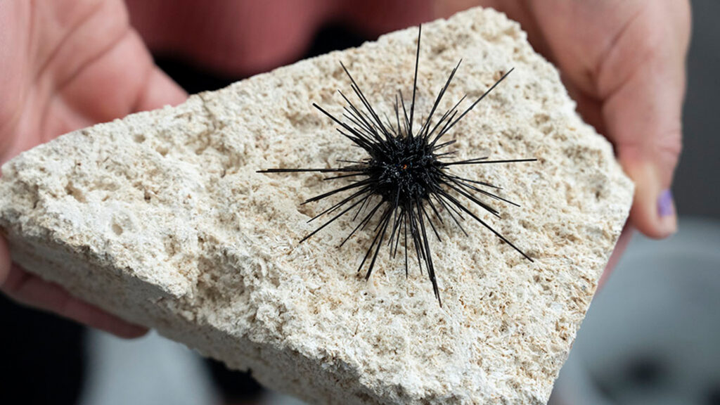 A new study highlights a growing threat for sea urchin populations and coral reefs around the world as a marine parasite spreads to new regions. (USF)