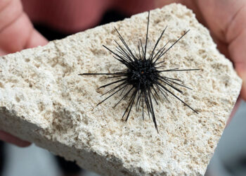 A new study highlights a growing threat for sea urchin populations and coral reefs around the world as a marine parasite spreads to new regions. (USF)