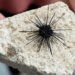 A new study highlights a growing threat for sea urchin populations and coral reefs around the world as a marine parasite spreads to new regions. (USF)